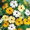 sklep ogrodniczy - Thunbergia mieszanka - nasiona 0,5 g - Thunbergia Alata