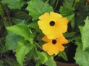 sklep ogrodniczy - Thunbergia mieszanka - nasiona 0,5 g - Thunbergia Alata