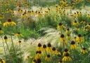 sadzonki - Jeżówka żółta Echinacea paradoxa /C1,5