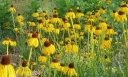 sadzonki - Jeżówka żółta Echinacea paradoxa /C1,5