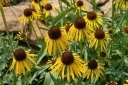 rośliny ozdobne - Jeżówka żółta Echinacea paradoxa /C1,5