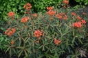 rośliny ozdobne - Wilczomlecz Grifftha FIREGLOW Euphorbia griffithii /C2
