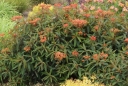 sadzonki - Wilczomlecz Grifftha FIREGLOW Euphorbia griffithii /C2