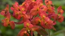 rośliny ogrodowe - Wilczomlecz Grifftha FIREGLOW Euphorbia griffithii /C2