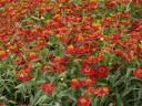 sklep ogrodniczy - Dzielżan RUBINZWERG Helenium C2