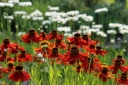 rośliny ogrodowe - Dzielżan RUBINZWERG Helenium C2