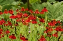 rośliny ozdobne - Dzielżan RUBINZWERG Helenium C2