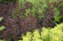 rośliny ogrodowe - Tojeść orzęsiona FIRECRACKER Lysimachia ciliata /P11 *K16