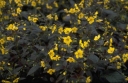 rośliny ogrodowe - Tojeść orzęsiona FIRECRACKER Lysimachia ciliata /P11 *K16