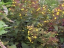 sadzonki - Tojeść orzęsiona FIRECRACKER Lysimachia ciliata /P11 *K16