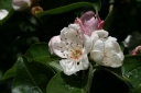 rośliny ogrodowe -  Głogonieszpułka wielkokwiatowa Crataemespilus grandiflora C3/40-50