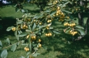 rośliny ogrodowe - Głóg cętkowany AUREA Crataegus punctata