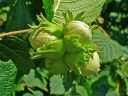 sadzonki -  Leszczyna pstrolistna AGNIESZKA Corylus avellana C2/80-100cm *15