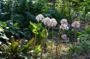 sklep ogrodniczy - Tarczownica tarczowata Darmera peltata syn.Peltiphyllum peltatum /C5 *K16
