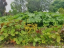 rośliny ogrodowe - Tarczownica tarczowata Darmera peltata syn.Peltiphyllum peltatum /C5 *K16