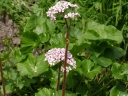 sklep ogrodniczy - Tarczownica tarczowata Darmera peltata syn.Peltiphyllum peltatum /C5 *K16