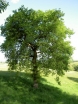 sadzonki - Dąb szypułkowy PENDULA Quercus robur C7,5/Pa120cm *13