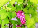 rośliny ogrodowe -  Porzeczka krwista BRIANJOU Ribes sanguineum -C5