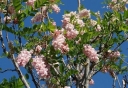 sklep ogrodniczy -  Robinia Hartwiga Grochodrzew Robinia hartwigii R.viscosa C5/1,5m