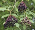 rośliny ogrodowe -  Bez czarny OBELISK Sambucus nigra C5/60cm