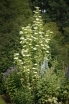rośliny ozdobne - Bez czarny OBELISK Sambucus nigra C5/60cm