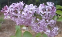 sadzonki - Lilak hiacyntowy CALIFORNIA ROSE Syringa x hyacinthiflora C7,5/1,6-1,8m