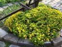 sklep ogrodniczy - Pragnia syberyjska (łac. Waldsteinia sibirica) /P9 *K7