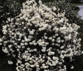 sklep ogrodniczy - Kalina angielska Viburnum ×carlcephalum