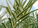 sadzonki -  Lasecznica trzcinowata VARIEGATA Arundo donax /C3
