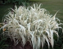 rośliny ogrodowe - Lasecznica trzcinowata VARIEGATA Arundo donax /C3