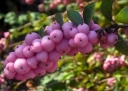 rośliny ogrodowe -  Śnieguliczka Doorenbosa MOTHER OF PEARL Symphoricarpos ×doorenbosii C3/50cm