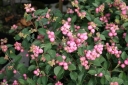 sadzonki - Śnieguliczka Doorenbosa MOTHER OF PEARL Symphoricarpos ×doorenbosii C3/50cm