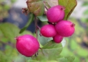 rośliny ozdobne -  Śnieguliczka Doorenbosa MAGIC BERRY Symphoricarpos ×doorenbosii