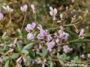 rośliny ogrodowe - Lespedeza thunbergii 'Edo-shibori' Lespedeza bicolor C5/80-100cm *TS