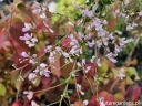 rośliny ogrodowe - Lespedeza thunbergii 'Edo-shibori' Lespedeza bicolor C5/80-100cm *TS