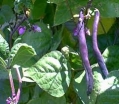 rośliny ogrodowe -  Fasola Purple Teepee fioletowa - nasiona 40 g - Szparagowa Karłowa - Phaseolus vulgaris L.