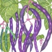 sklep ogrodniczy - Fasola Purple Teepee fioletowa - nasiona 40 g - Szparagowa Karłowa - Phaseolus vulgaris L.