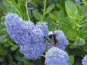 sadzonki - Prusznik płożący szafirowy bez kalifornijski  Ceanothus thyrsiflorus var. repens C2/20cm