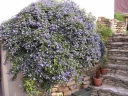 rośliny ozdobne - Prusznik płożący szafirowy bez kalifornijski  Ceanothus thyrsiflorus var. repens C2/20cm