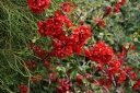sadzonki -  Pigwowiec okazały CRIMSON & GOLD na PNIU Chaenomeles x superba