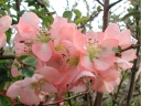 sadzonki -  Pigwowiec wspaniały PINK TRAIL na PNIU Interpitra Chaenomeles x superba C7,5/Pa120(150)cm