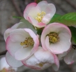 sadzonki -  Pigwowiec wspaniały FLOCON ROSE Chaenomeles x superba
