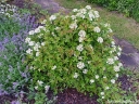 sadzonki - Kalina koralowa COMPACTUM Viburnum opulus C2/40-60cm *K18