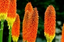 rośliny ogrodowe -  Trytoma groniasta ROYAL STANDARD Kniphofia uvaria