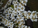 rośliny ozdobne -  Kalina pagodowa 'St Keverne' Viburnum plicatum P15/60cm