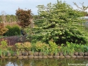 rośliny ogrodowe - Kalina pagodowa 'St Keverne' Viburnum plicatum P15/60cm