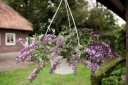 rośliny ogrodowe - Budleja BLOOMTASTIC DREAMING LAVENDER 'Hinebud1' Buddleja