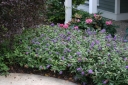 rośliny ogrodowe - Budleja BLOOMTASTIC DREAMING LAVENDER 'Hinebud1' Buddleja