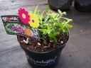 rośliny ogrodowe - Budleja BLOOMTASTIC DREAMING LAVENDER 'Hinebud1' Buddleja
