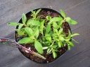 sadzonki - Budleja BLOOMTASTIC DREAMING LAVENDER 'Hinebud1' Buddleja